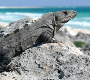 Playa de Chamela
